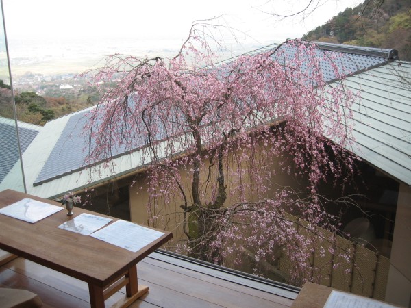 枝垂桜11.jpg 枝垂桜11.jpg