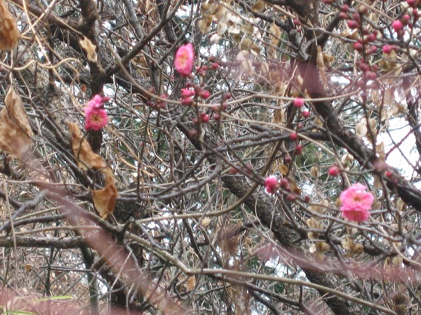 2009_01_21.JPG