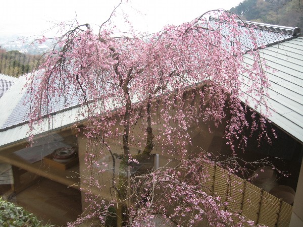 枝垂れ桜.jpg 枝垂れ桜.jpg