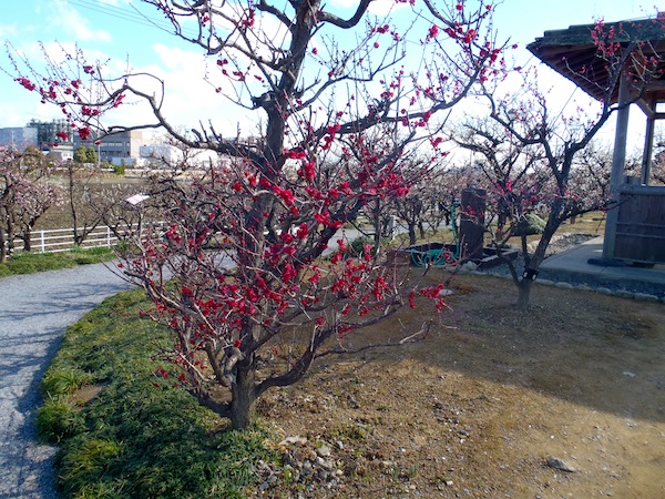 百梅園 百梅園