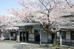 桜と養老駅