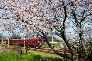 桜と養老鉄道