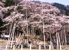 淡墨桜